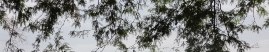 Article : La valse du ventre